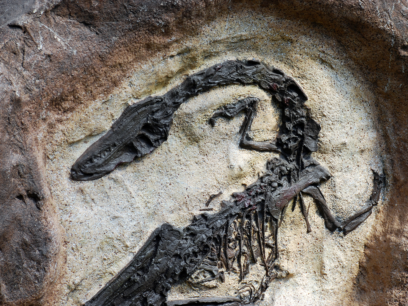 EightyFive Reports of Biological Remnants in Fossils The Institute